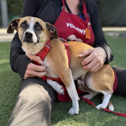SNOOP - Cardigan Welsh Corgi / Mix available for adoption