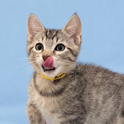 ARMIN - Domestic Medium Hair / Mix available for adoption