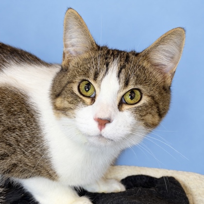 DEMETRIO - Domestic Shorthair / Mix available for adoption