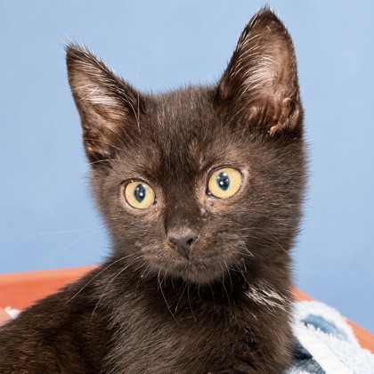 APPALACHIA - Domestic Shorthair / Mix available for adoption