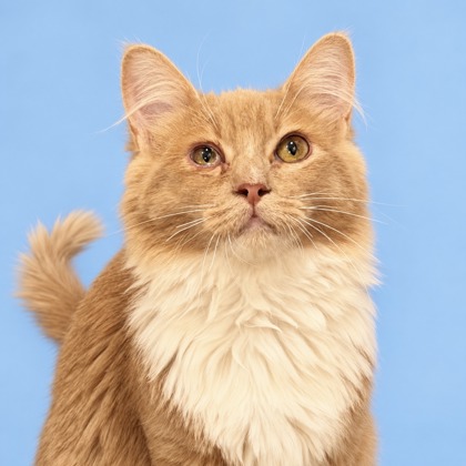 BUTTERSCOTCH - Domestic Shorthair / Mix available for adoption