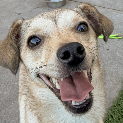 MAYA - Short Coat Chihuahua / Mix available for adoption