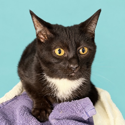 TINPENNY - Domestic Shorthair / Mix available for adoption