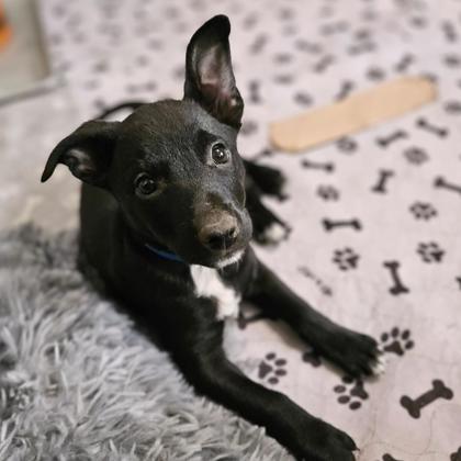 BOOGEY - Short Coat Chihuahua / Mix available for adoption