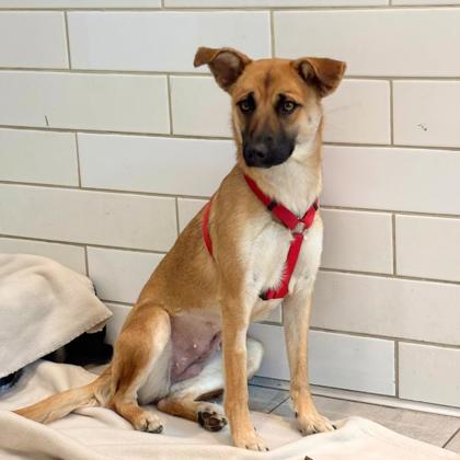 LADYBIRD - Shepherd / Mix available for adoption