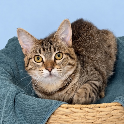 DAPHNE - Domestic Shorthair / Mix available for adoption
