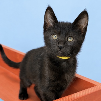 BANSHEE - Domestic Shorthair / Mix available for adoption