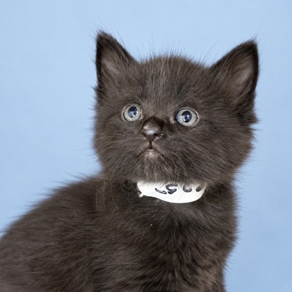DORITO - Domestic Shorthair / Mix available for adoption