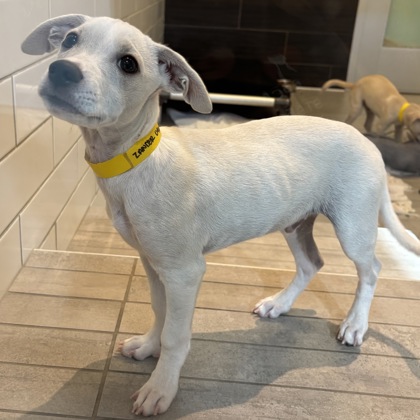 ZANDER - Short Coat Chihuahua / Mix available for adoption