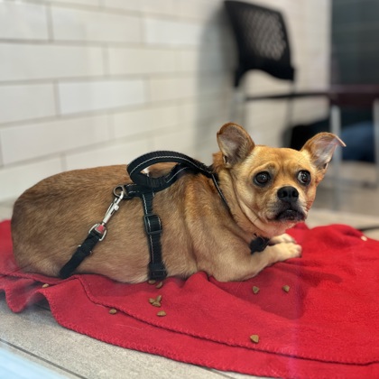 HICCUP - Short Coat Chihuahua / Mix available for adoption
