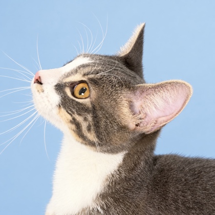 FLANNEL - Domestic Shorthair / Mix available for adoption