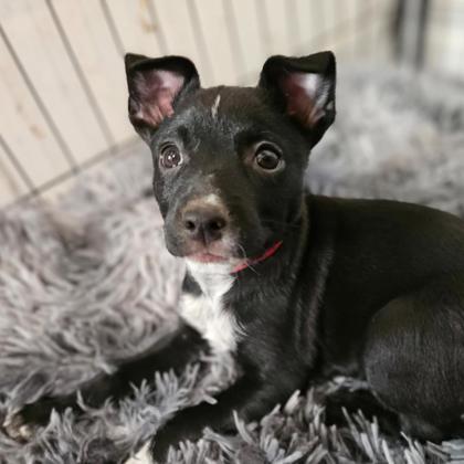 BLAIR - Short Coat Chihuahua / Mix available for adoption
