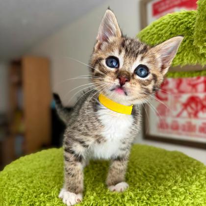 EMPANADA - Domestic Medium Hair / Mix available for adoption