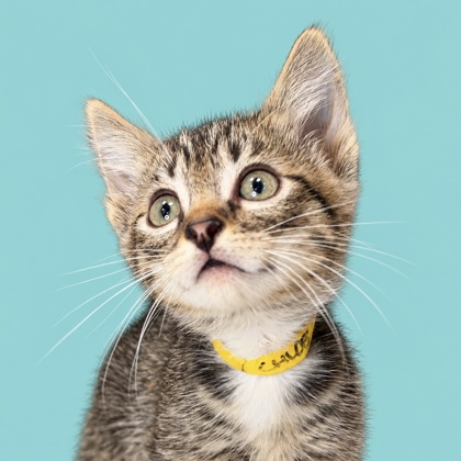 CHLOE - Domestic Shorthair / Mix available for adoption