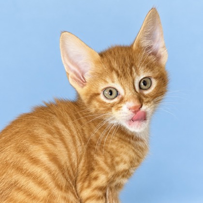 JERRY - Domestic Shorthair / Mix available for adoption