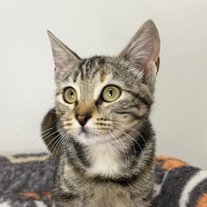 JASMINE - Domestic Shorthair / Mix available for adoption