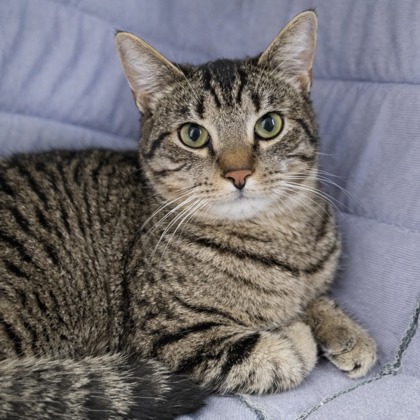 JIM NASTICS - Domestic Shorthair / Mix available for adoption