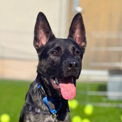 MITCH - Shepherd / Mix available for adoption