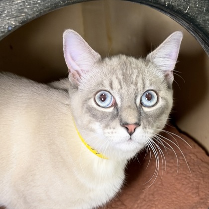 BRUNO - Domestic Shorthair / Mix available for adoption