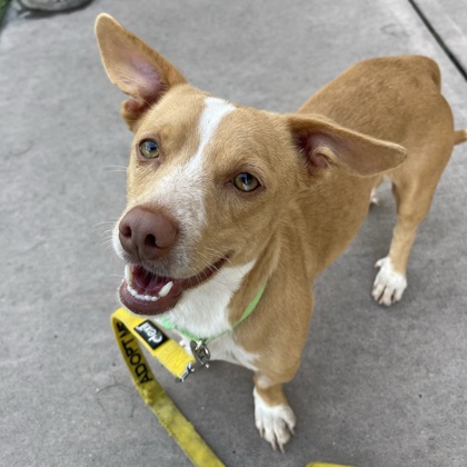 HUNTER - Terrier / Mix available for adoption