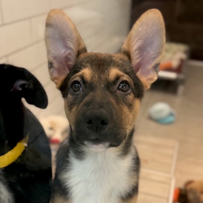 KAITLYN CHEN - Australian Cattle Dog / Mix available for adoption