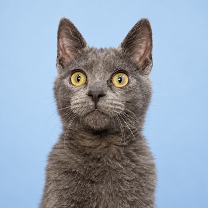 CREMINI - Domestic Shorthair / Mix available for adoption