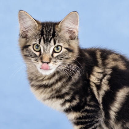 DYLAN - Domestic Shorthair / Mix available for adoption
