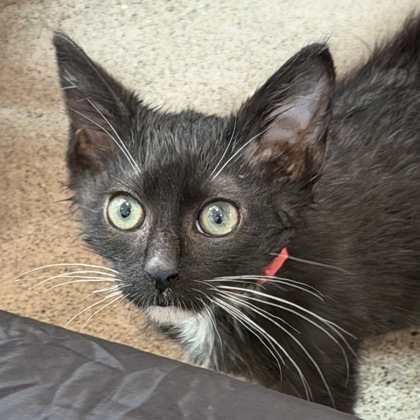 BART - Domestic Shorthair / Mix available for adoption