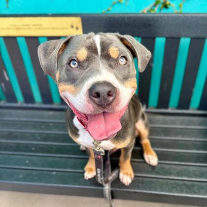 FILLY - Pit Bull Terrier / Mix available for adoption