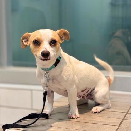 EENIE MEENIE - Short Coat Chihuahua / Mix available for adoption