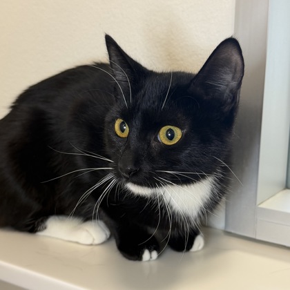 BERRY - Domestic Shorthair / Mix available for adoption