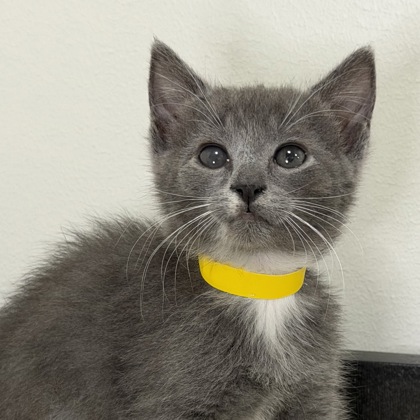 MS. RIZE - Domestic Shorthair / Mix available for adoption
