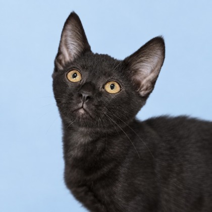 LOUIE - Domestic Shorthair / Mix for adoption in San Francisco