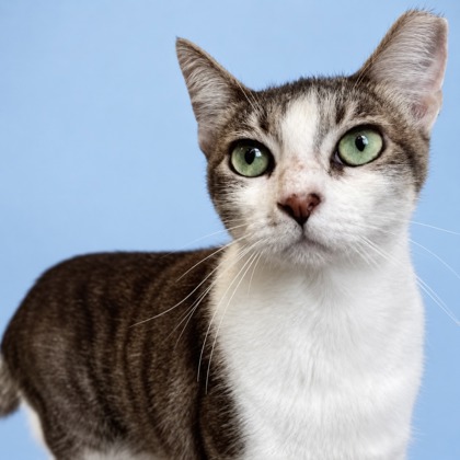 EILEEN - Domestic Shorthair / Mix available for adoption