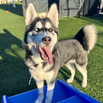 ASPEN - Siberian Husky / Mix available for adoption