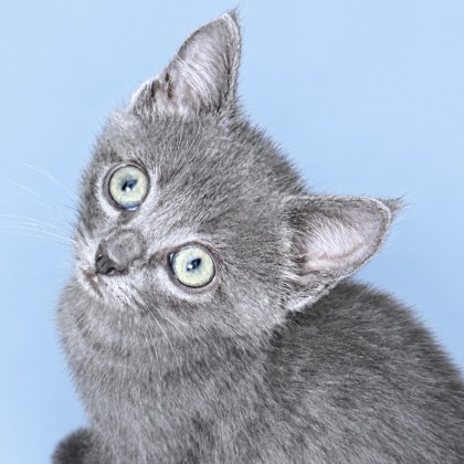 FRUITY - Domestic Shorthair / Mix available for adoption
