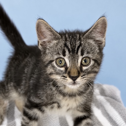 IAN - Domestic Shorthair / Mix available for adoption