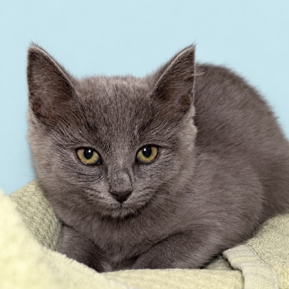 DORA - Domestic Shorthair / Mix available for adoption