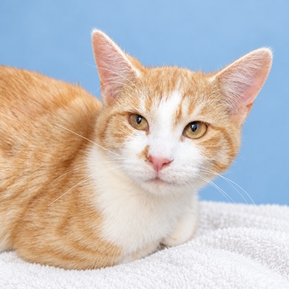 BEDKNOB - Domestic Shorthair / Mix available for adoption