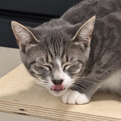 PETUNIA - Domestic Shorthair / Mix available for adoption