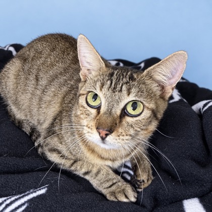 JENNY - Domestic Shorthair / Mix available for adoption