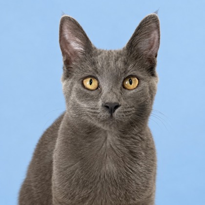 HARLOW - Domestic Shorthair / Mix available for adoption