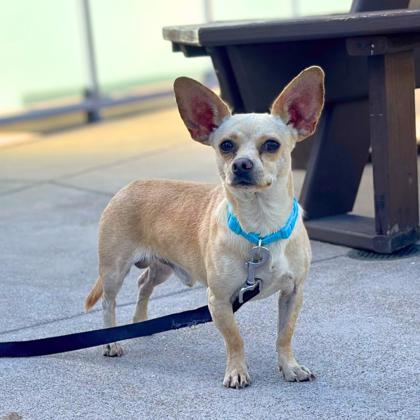 JAR JAR BINX - Short Coat Chihuahua / Mix available for adoption