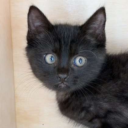 DAISY - Domestic Shorthair / Mix available for adoption