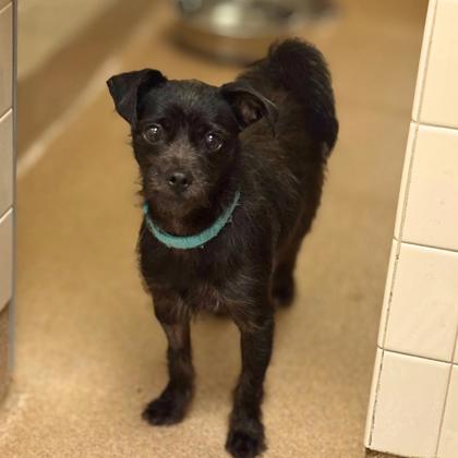 EINSTEIN - Terrier / Mix available for adoption