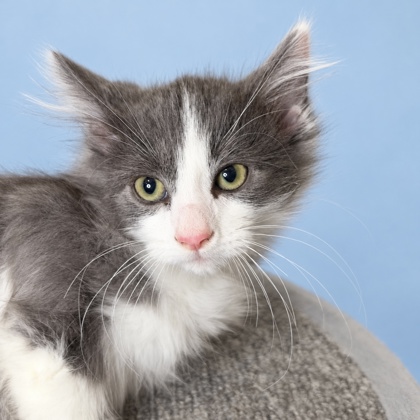 CLOVER - Domestic Shorthair / Mix available for adoption