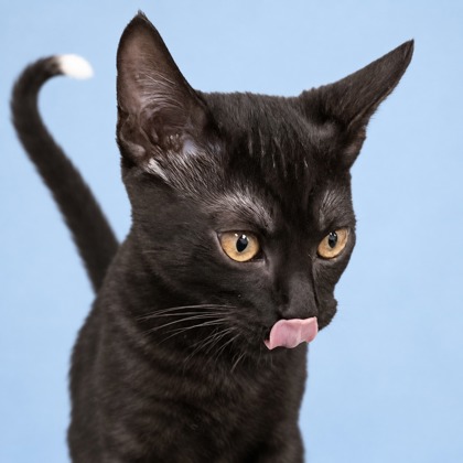 LOUIE - Domestic Shorthair / Mix available for adoption