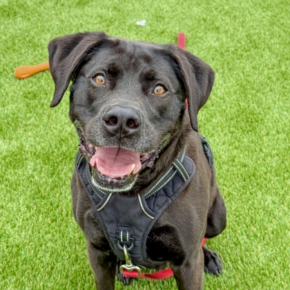 MARCUS - Labrador Retriever / Mix available for adoption