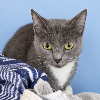 KATE - Domestic Shorthair / Mix available for adoption