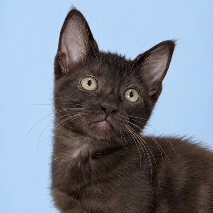 GODIVA - Domestic Medium Hair / Mix available for adoption
